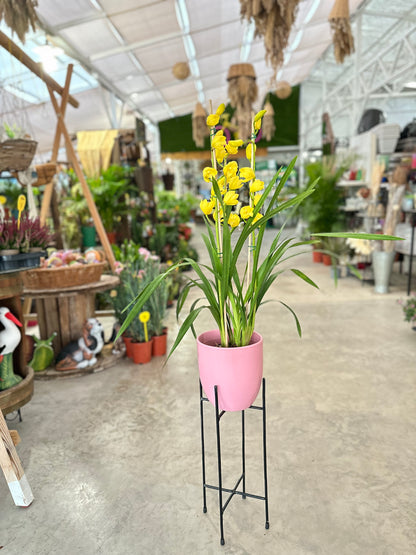 Ορχιδέα Cymbidium απανθισμένη κίτρινη Φ14εκ.