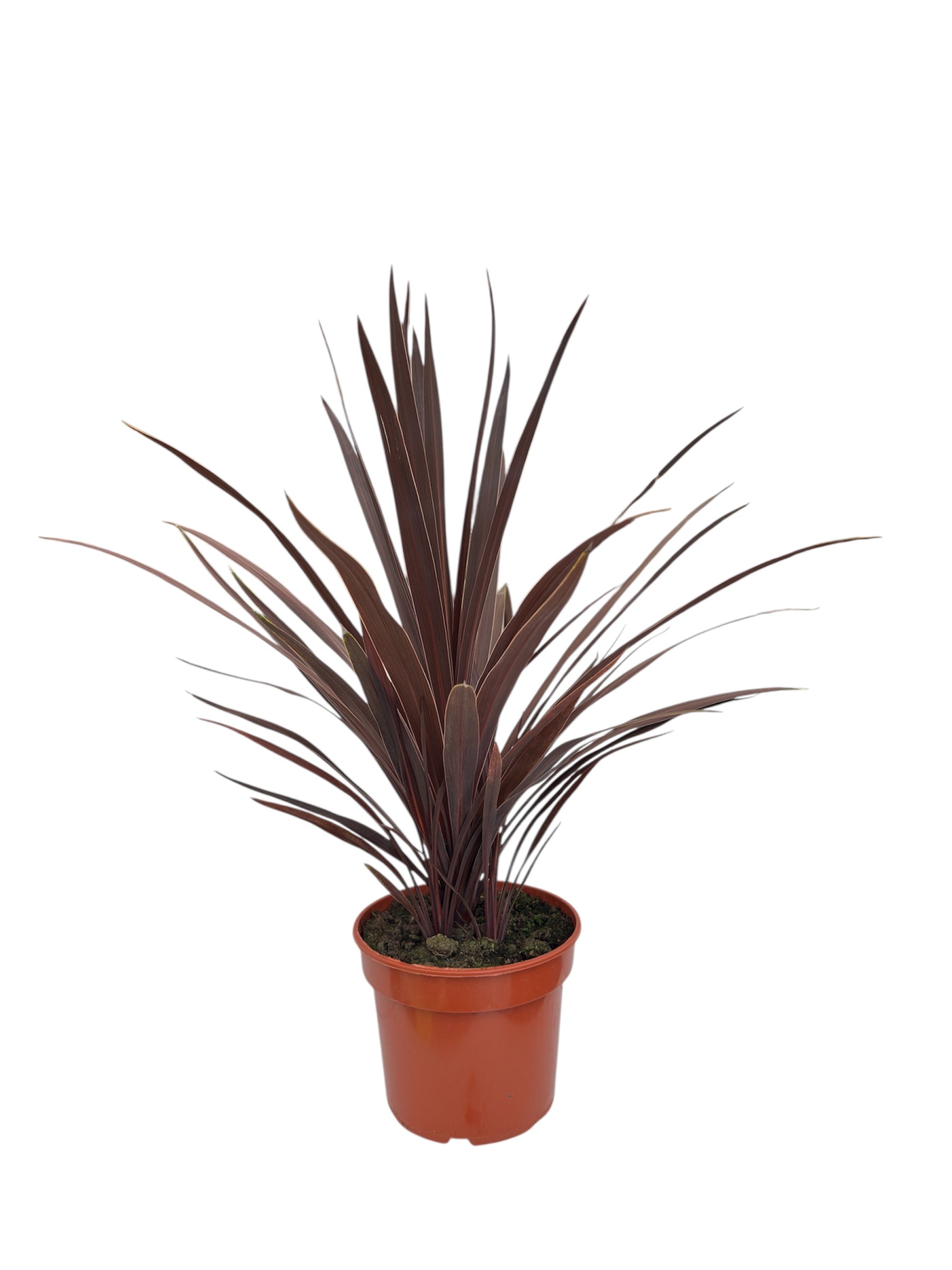 Δράκαινα Φ19εκ.