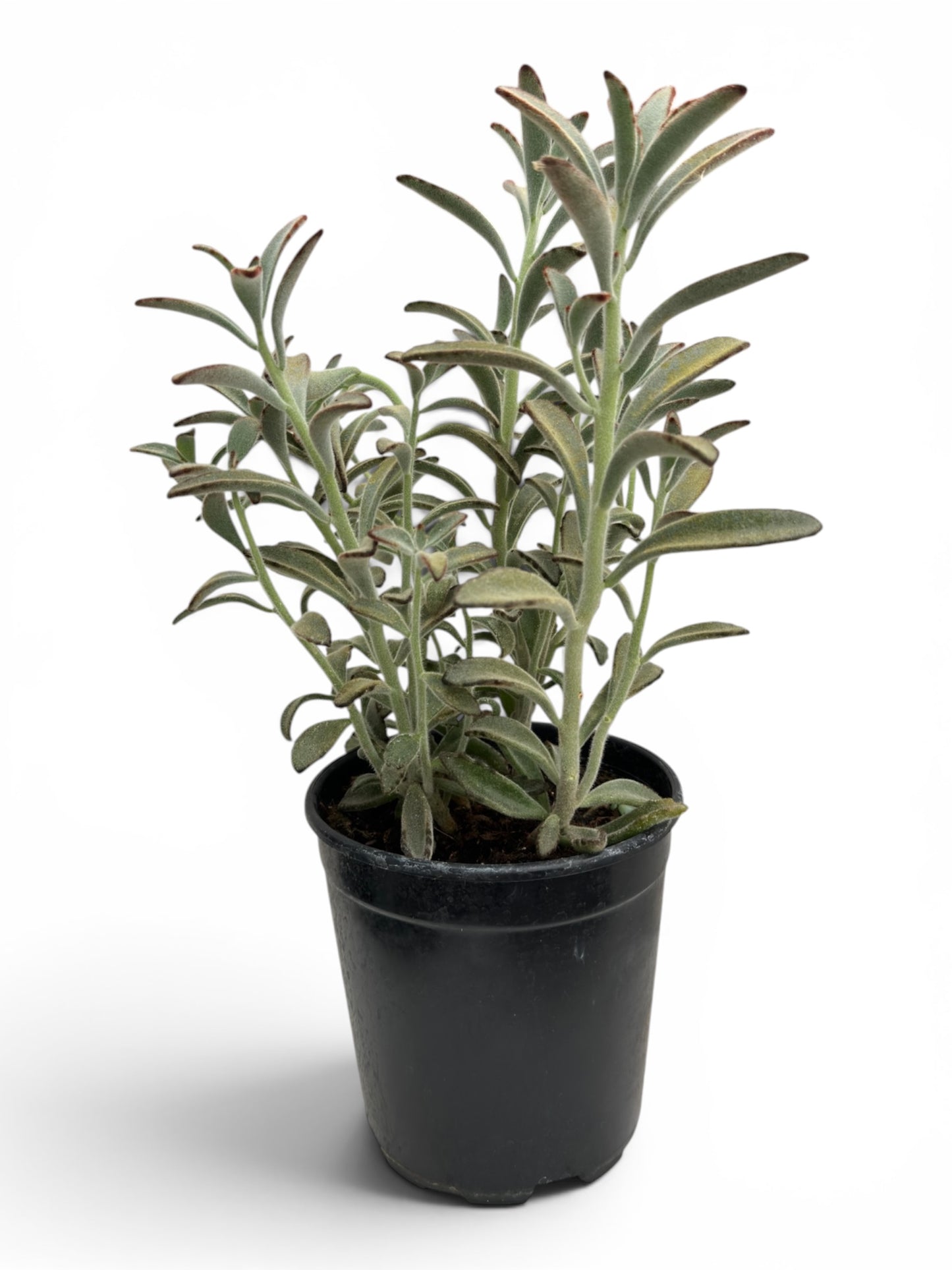 Παχύφυτο Καλαγχόη - Kalanchoe tomentosa ‘Chocolate soldier’ Φ16εκ.