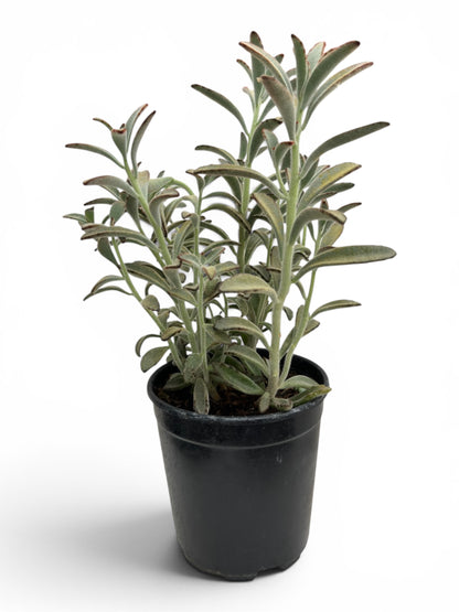 Παχύφυτο Καλαγχόη - Kalanchoe tomentosa ‘Chocolate soldier’ Φ16εκ.