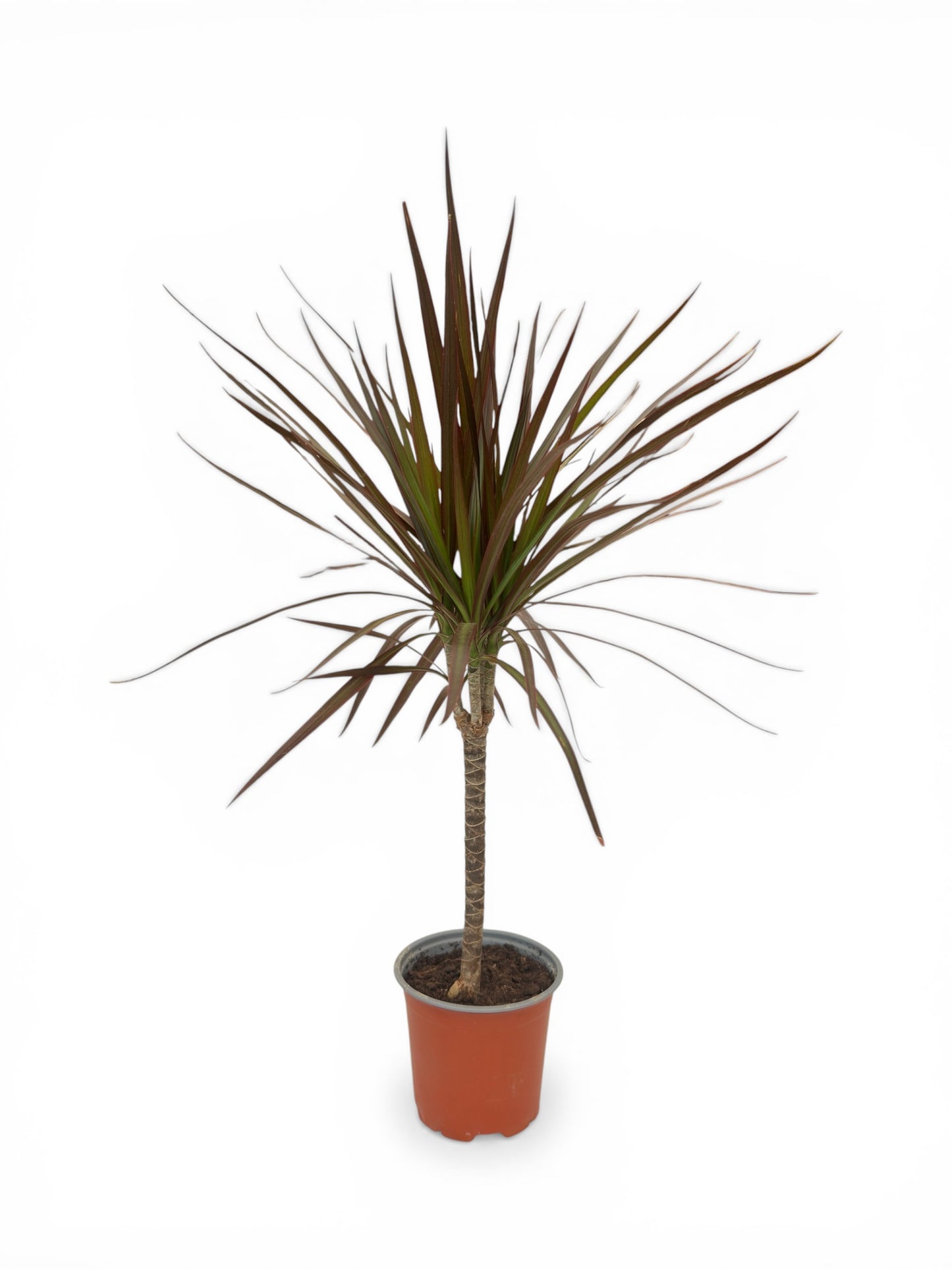 Δράκαινα Μαρτζινάτα - Dracaena marginata Φ13εκ.