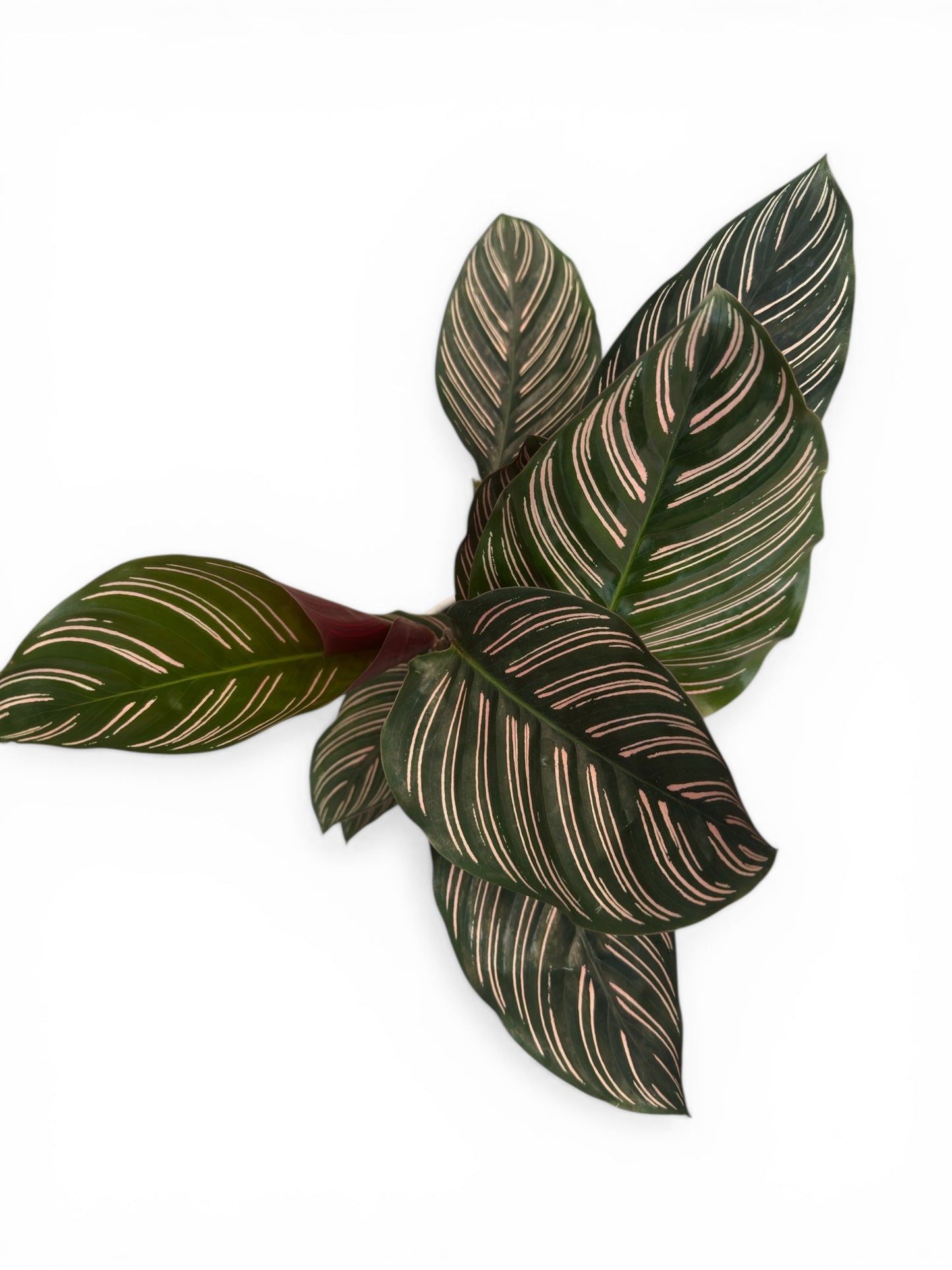 Καλαθέα Calathea ornata - Pinstripe Calathea Φ14εκ.
