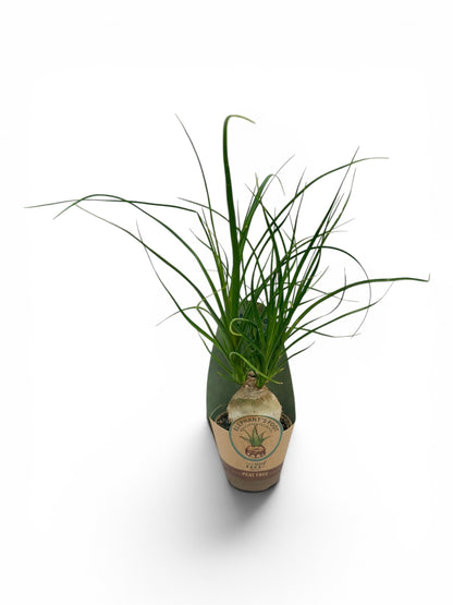 Μπουκαρνέα - Beaucarnea recurvata Φ6εκ.