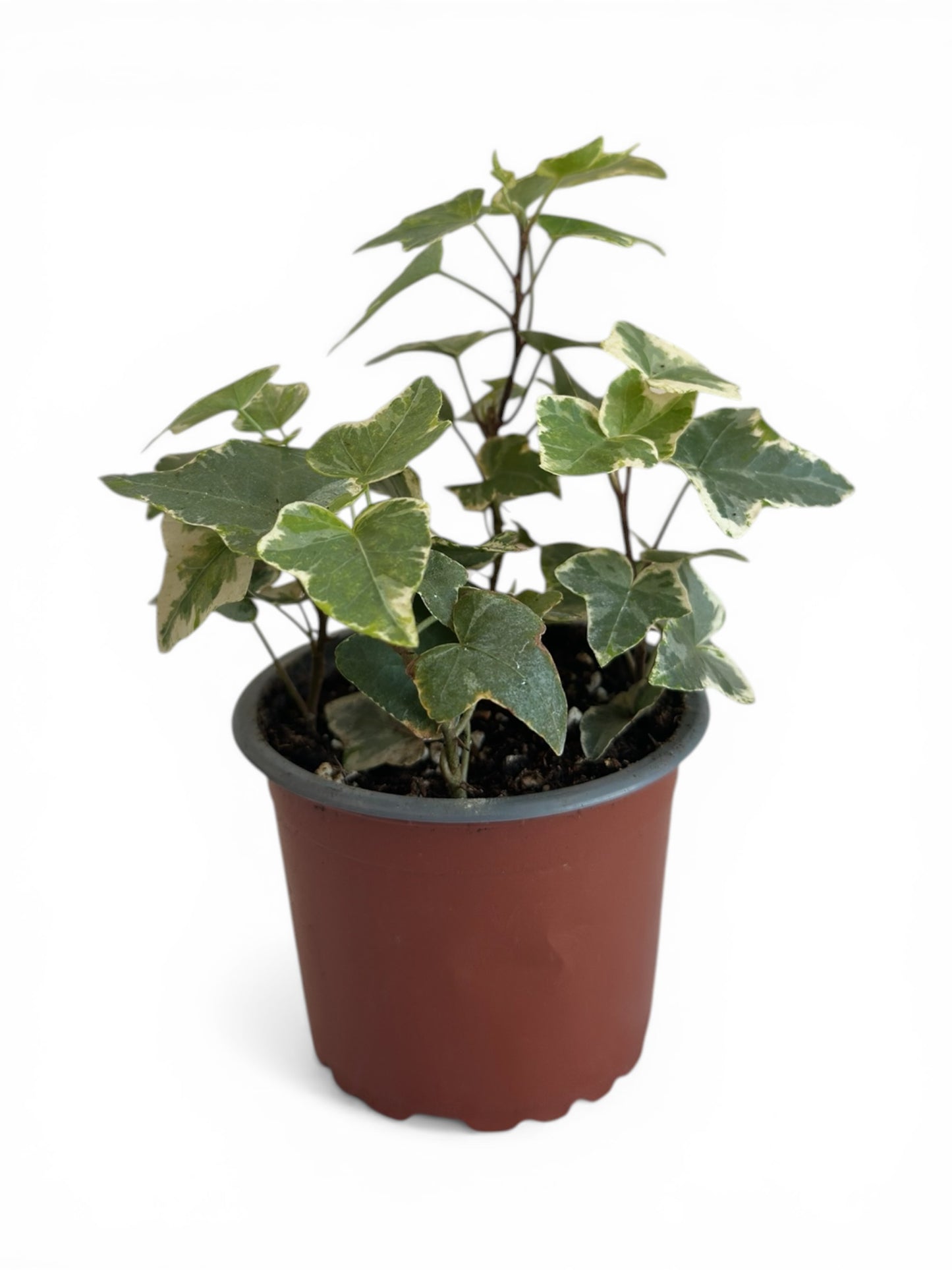 Κισσός Hedera helix 'Goldchild'