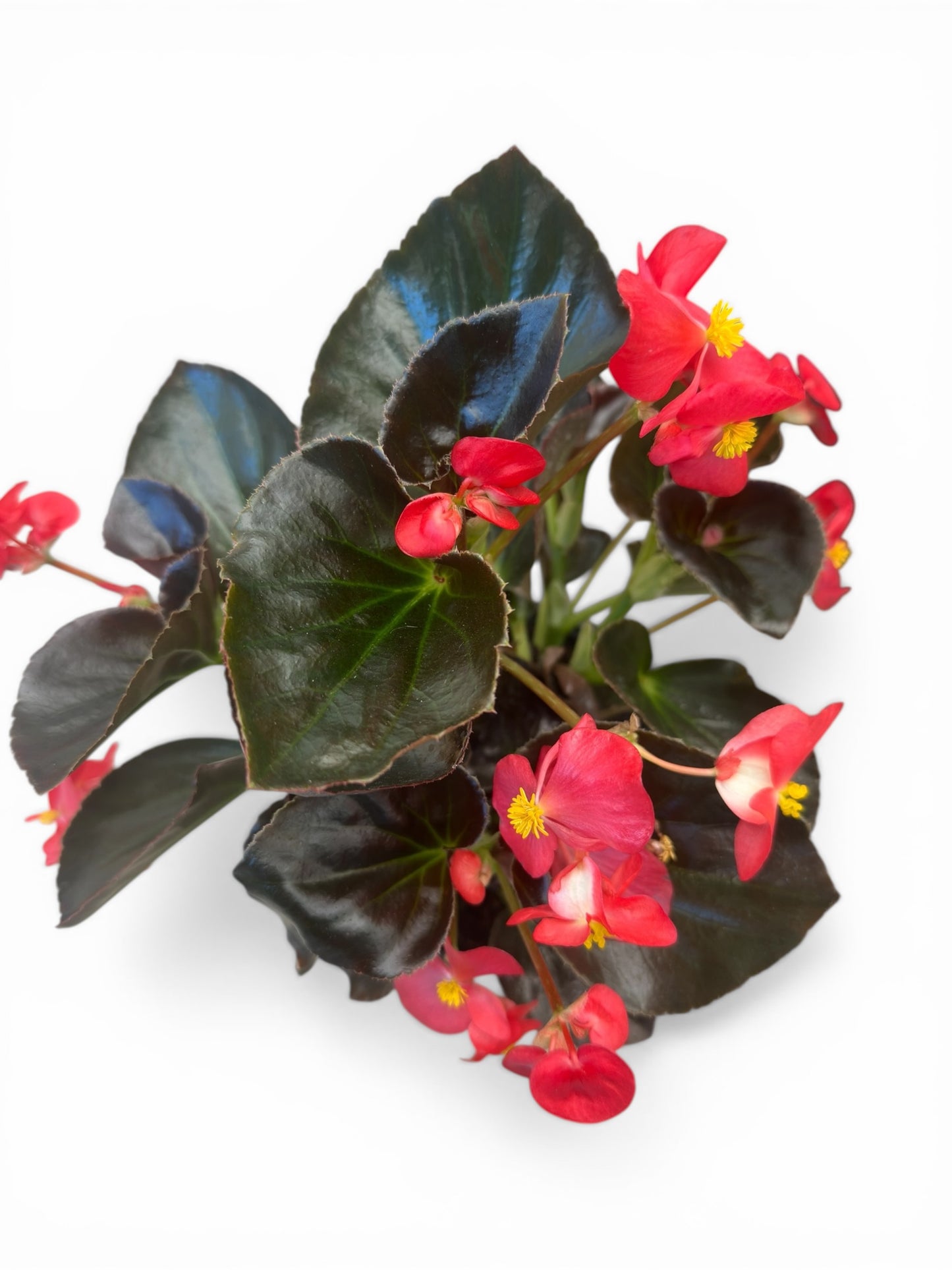 Βεγκόνια big - Begonia xx semperflorens Φ17εκ.