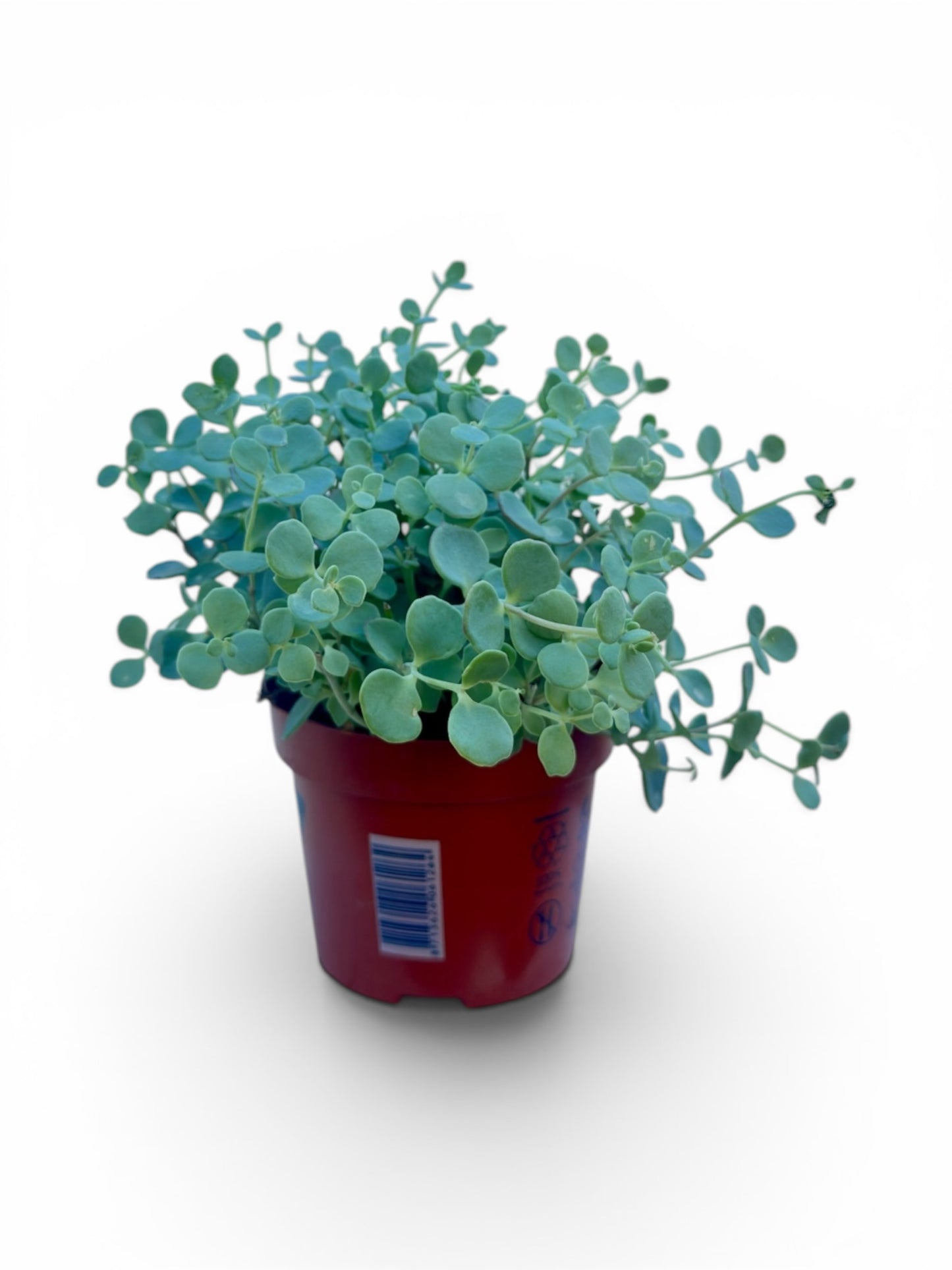 Παχύφυτο Sedum Φ12εκ.