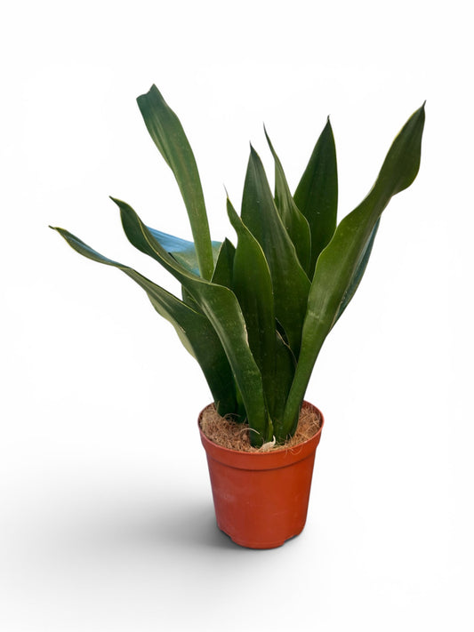 Σανσεβιέρια - Sansevieria  Φ12εκ.