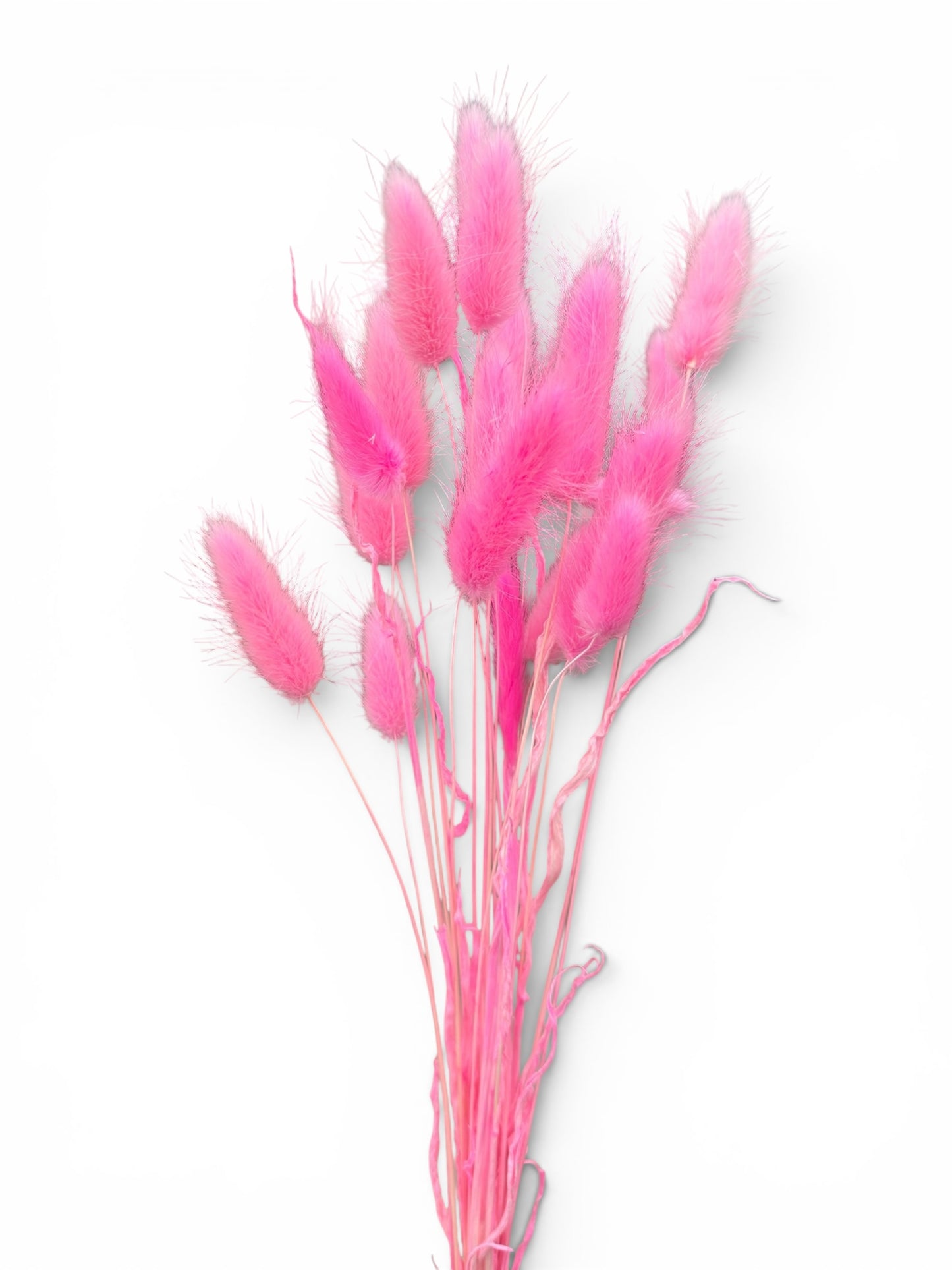 Bunny Tails φούξια 40–50εκ. – Αποξηραμένο μπουκέτο (20 τεμ.)
