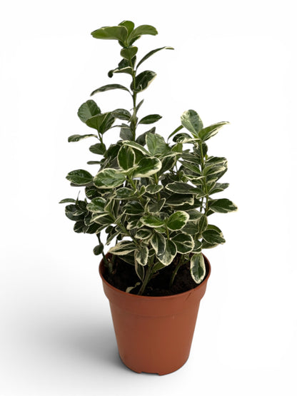Ευώνυμο – Euonymus japonicus 'Kathy' Φ13εκ.