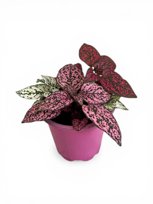 Πόλκα Polka Dot Plant λευκό - φούξια - ροζ Φ8εκ.