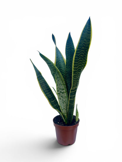 Σανσιβέρια - Sansevieria  Φ12εκ.