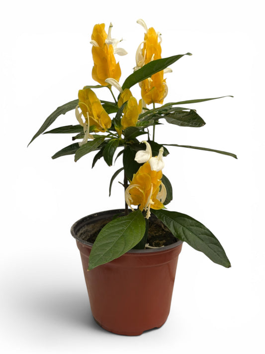 Γαριδάκι κίτρινο- pachystachys lutea (lollipop) Φ14εκ.
