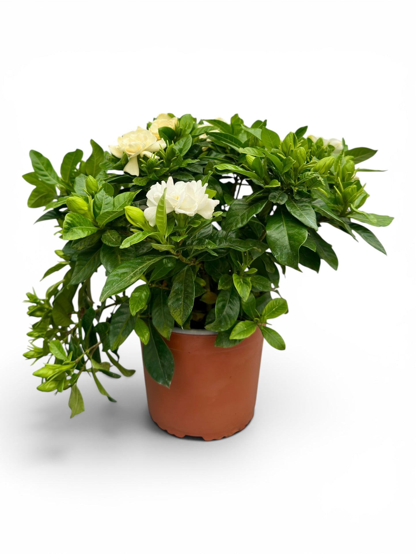 Γαρδένια (Gardenia jasminoides) Φ19εκ.