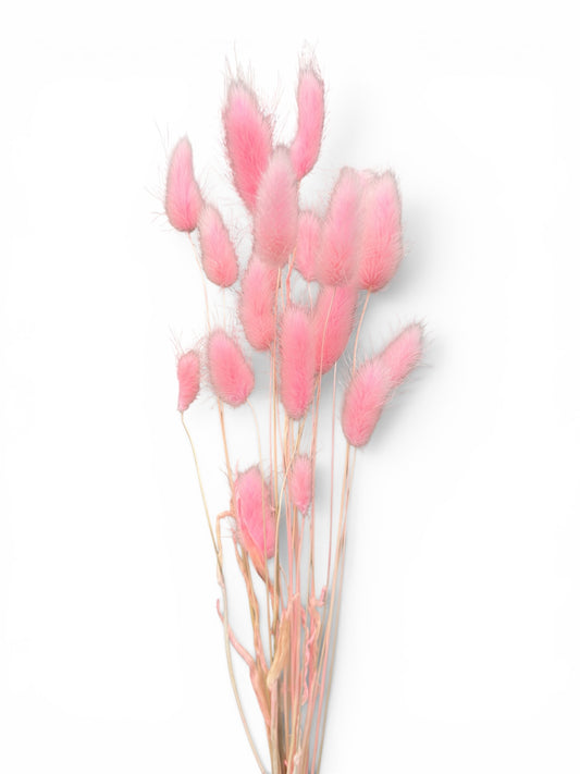 Bunny Tails ροζ 40–50εκ. – Αποξηραμένο μπουκέτο (20 τεμ.)