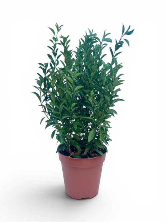 Ευώνυμο - Euonymus japonicus 'Green Spire' Φ13εκ.