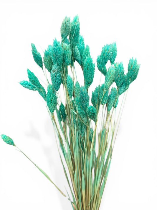 Phalaris 50εκ. Αποξηραμένο μπουκέτο οινοπνευματί 50τεμ.