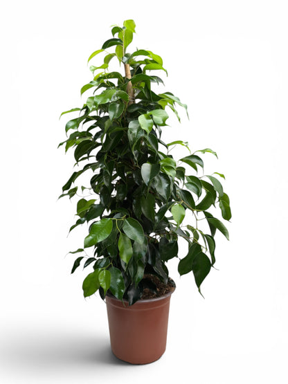 Φίκος μπένζαμιν Ficus Benjamina Φ17εκ.
