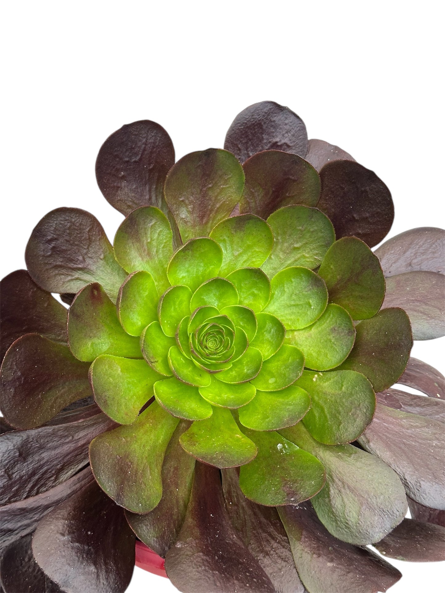 Παχύφυτο Αιώνιουμ - Aeonium arboreum 'Atropurpureum' Φ27εκ.