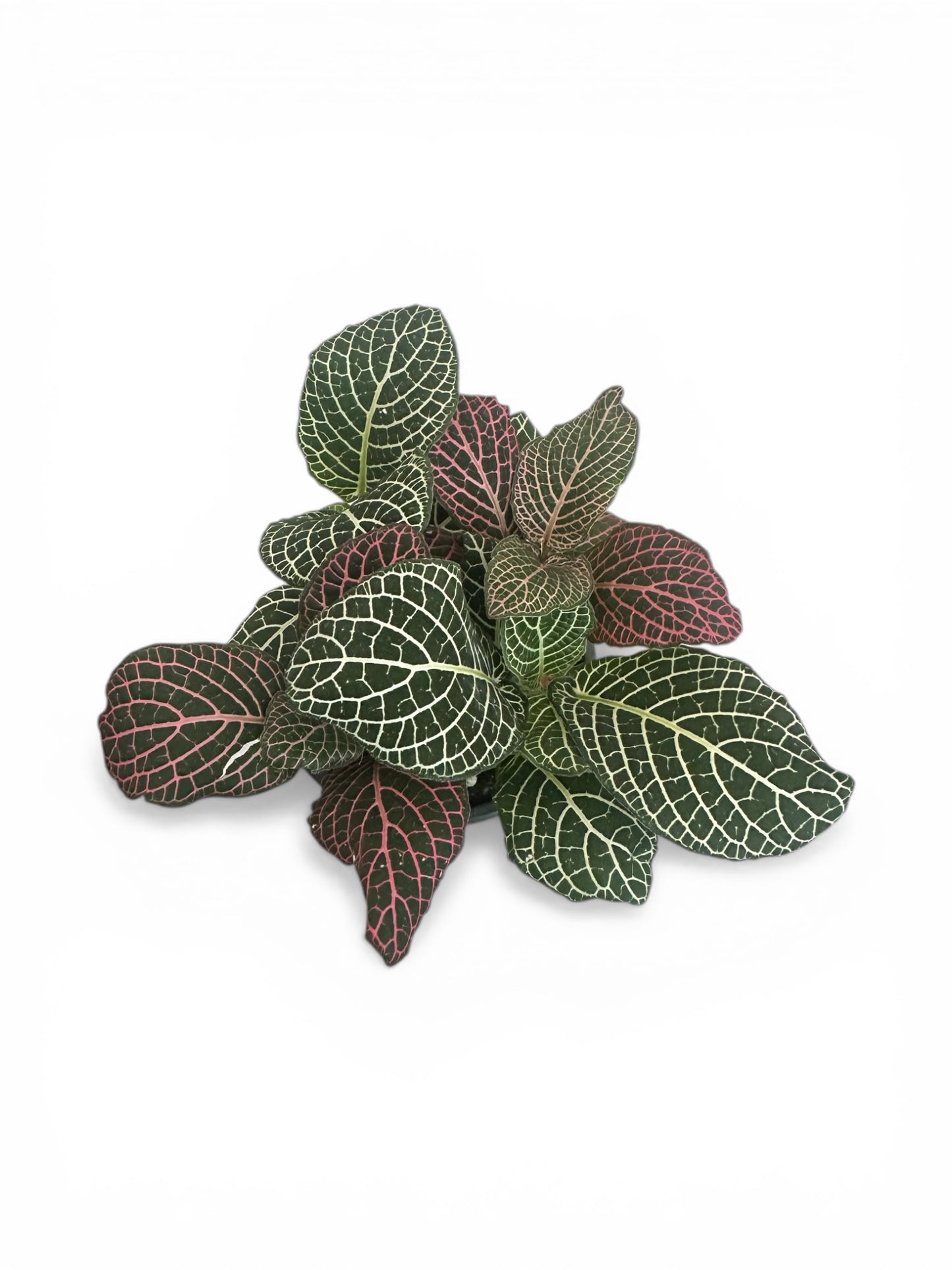 Φιτόνια Ροζ - λευκό - Fittonia albivenis Φ9εκ.
