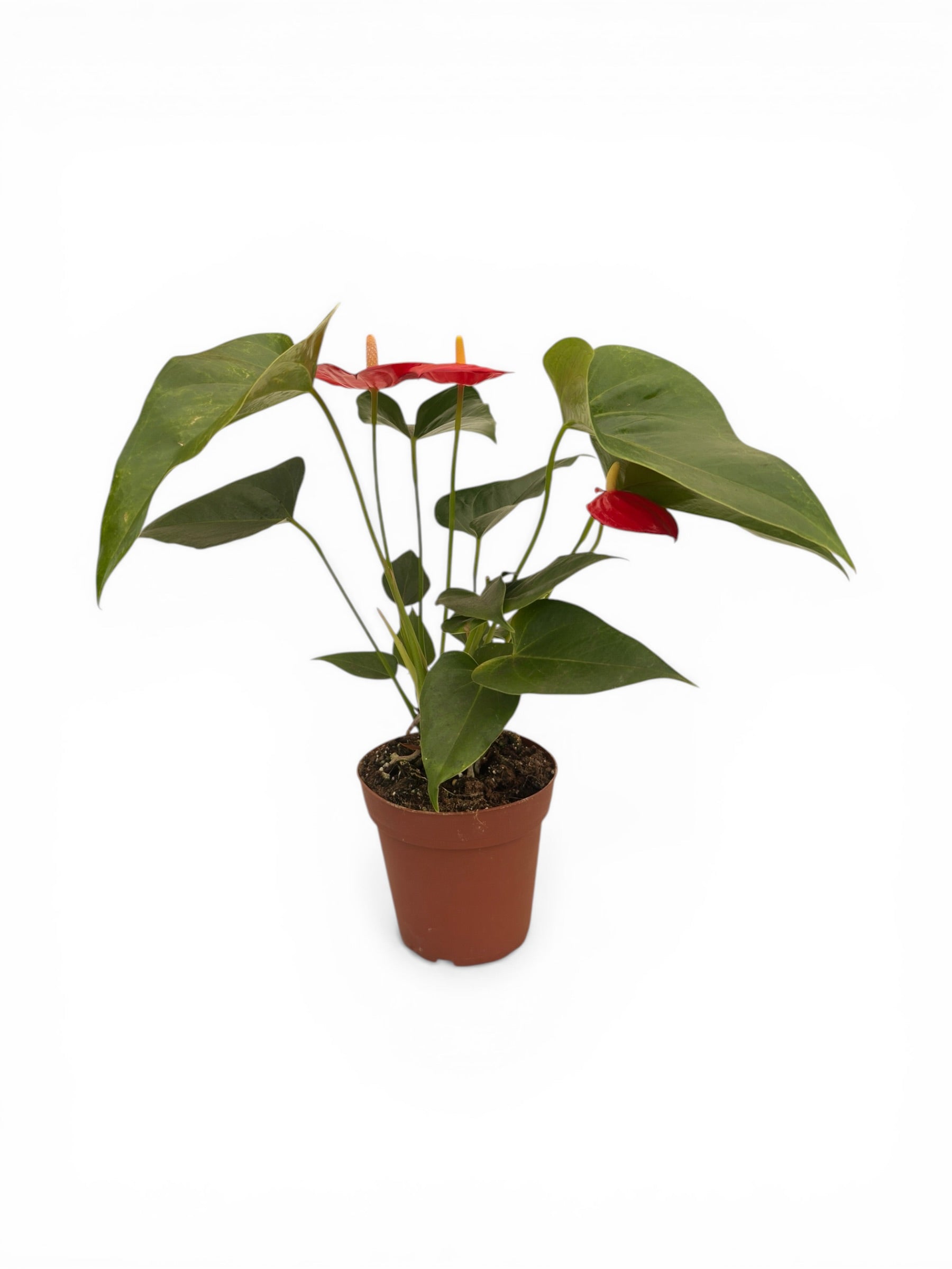Ανθούριο - Anthurium Φ12εκ.