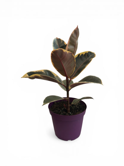 Φίκος Ficus elastica "Tineke" Φ15εκ.