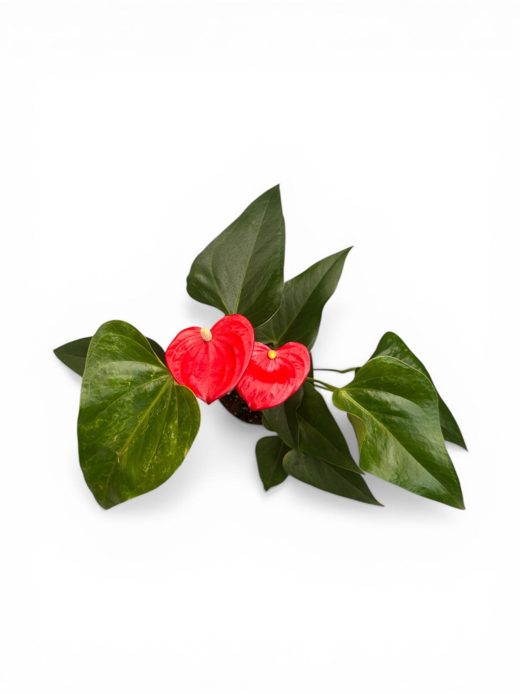 Ανθούριο - Anthurium Φ12εκ.