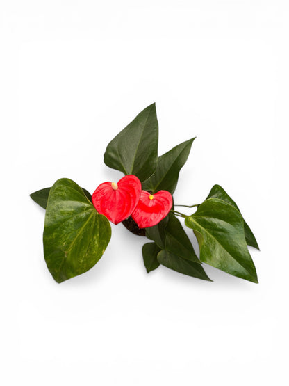 Ανθούριο - Anthurium Φ12εκ.