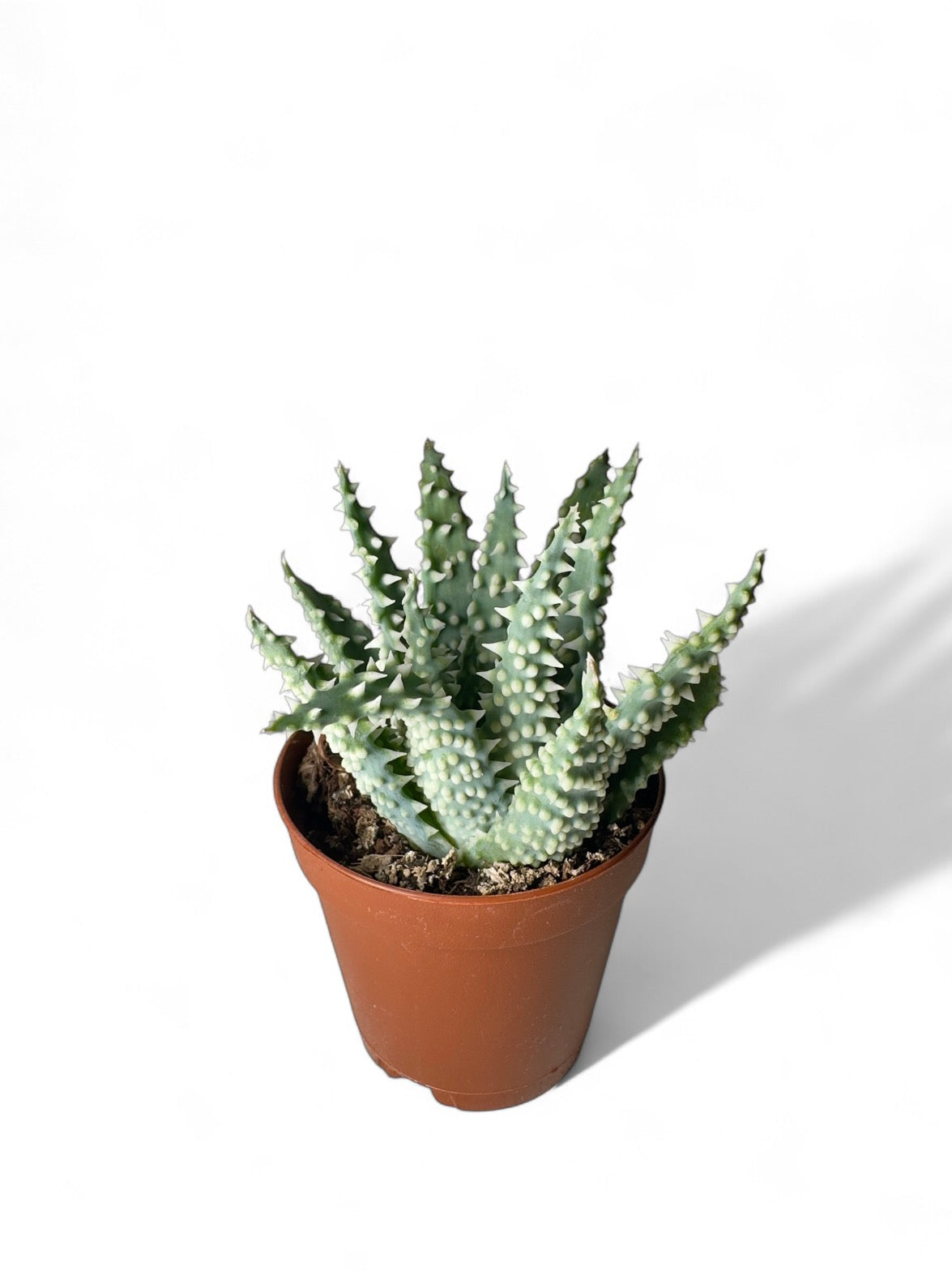 Παχύφυτο Haworthia Φ5,5εκ.