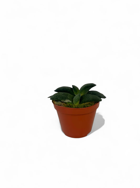 Παχύφυτο Gasteria armstrongii Φ8.5