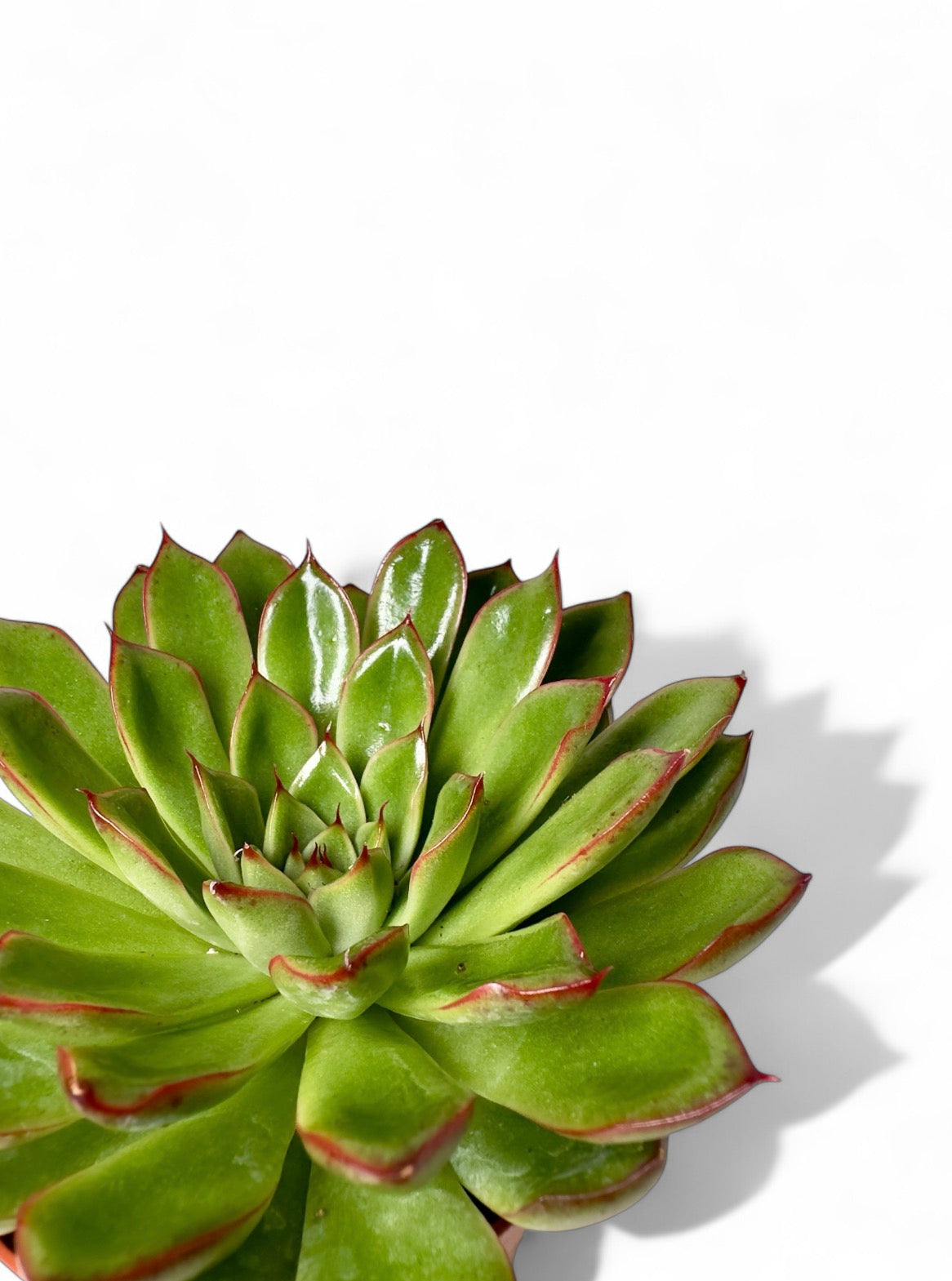 Παχύφυτο Εχεβέρια - Echeveria agavoides 'Red Edge' Φ8,5εκ.
