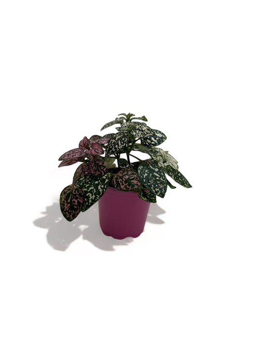 Πόλκα Polka Dot Plant λευκό - ροζ