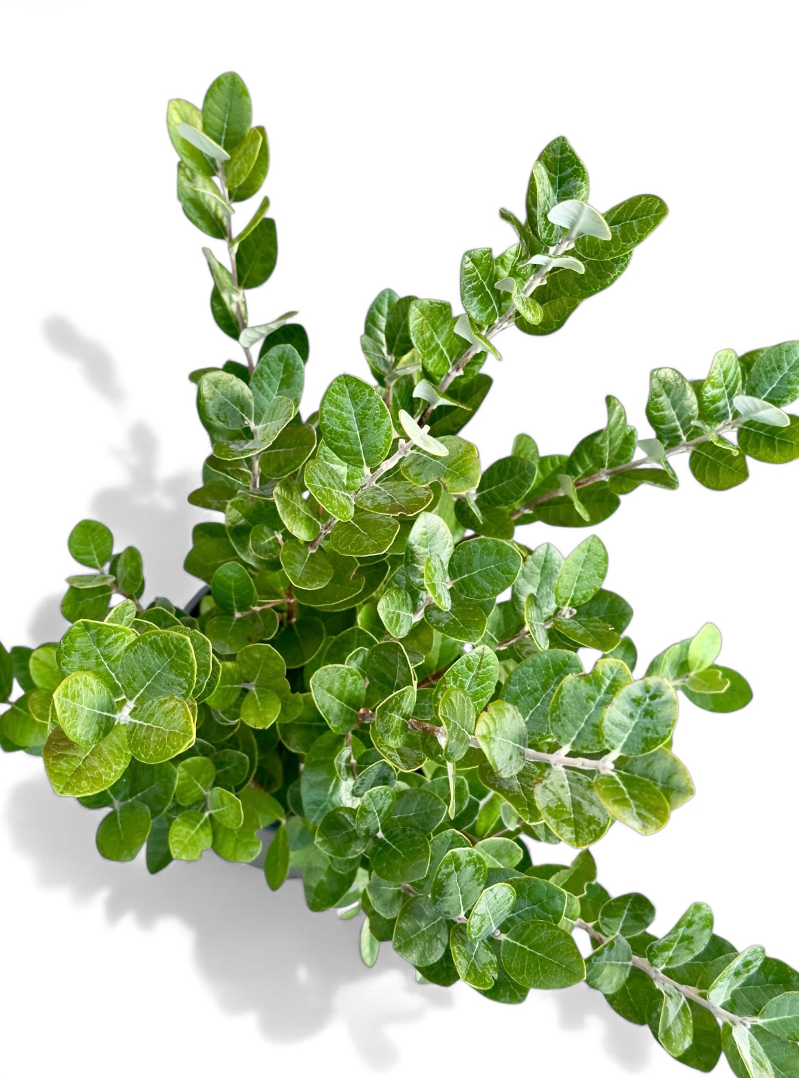 Φεϊζόα Φ18εκ.