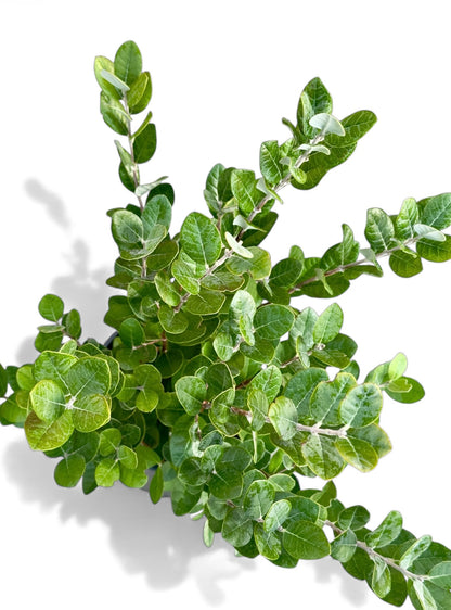 Φεϊζόα Φ18εκ.