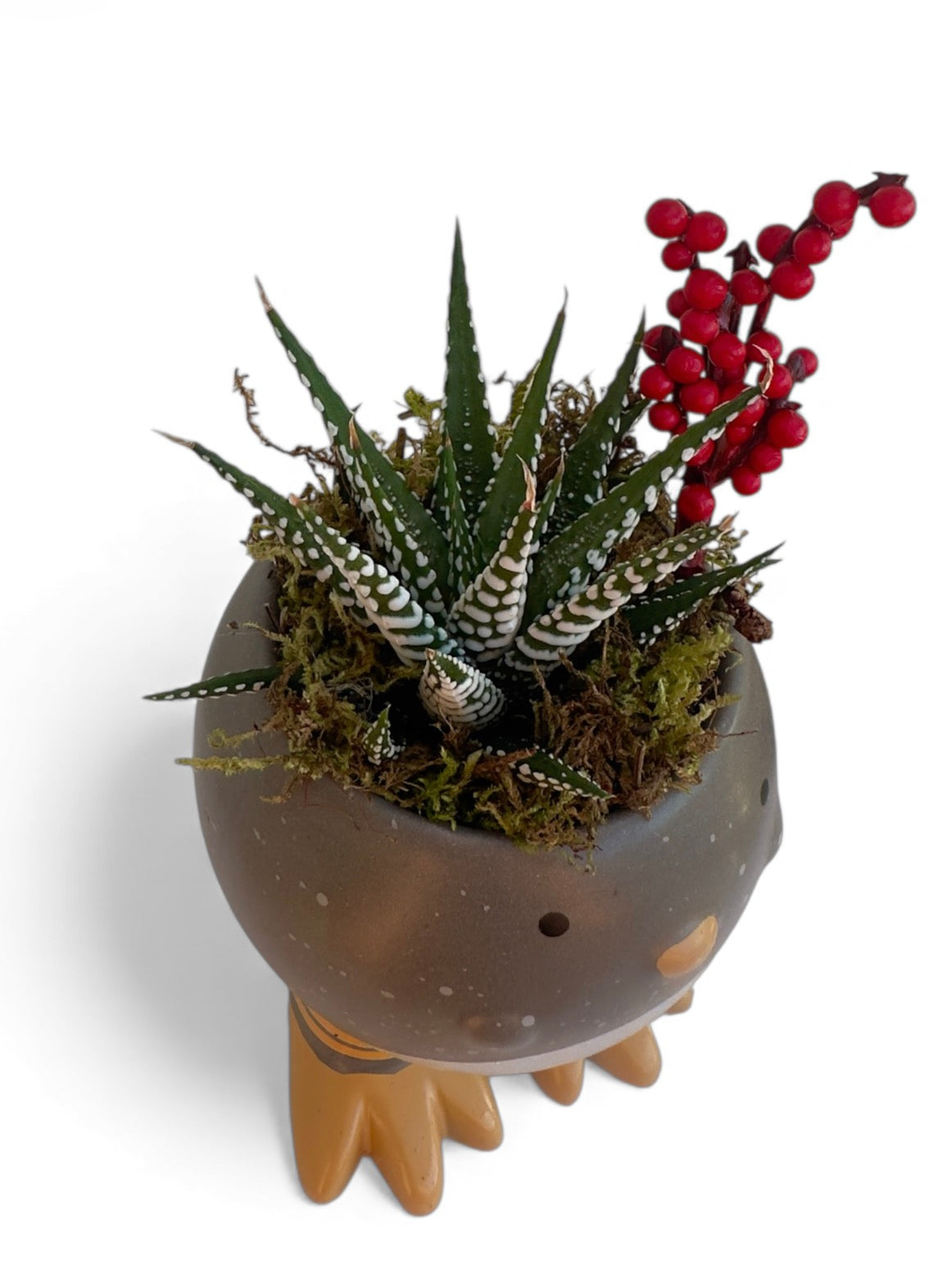 Κασπώ penguin με παχύφυτο Haworthiopsis attenuata (Zebra Plant)