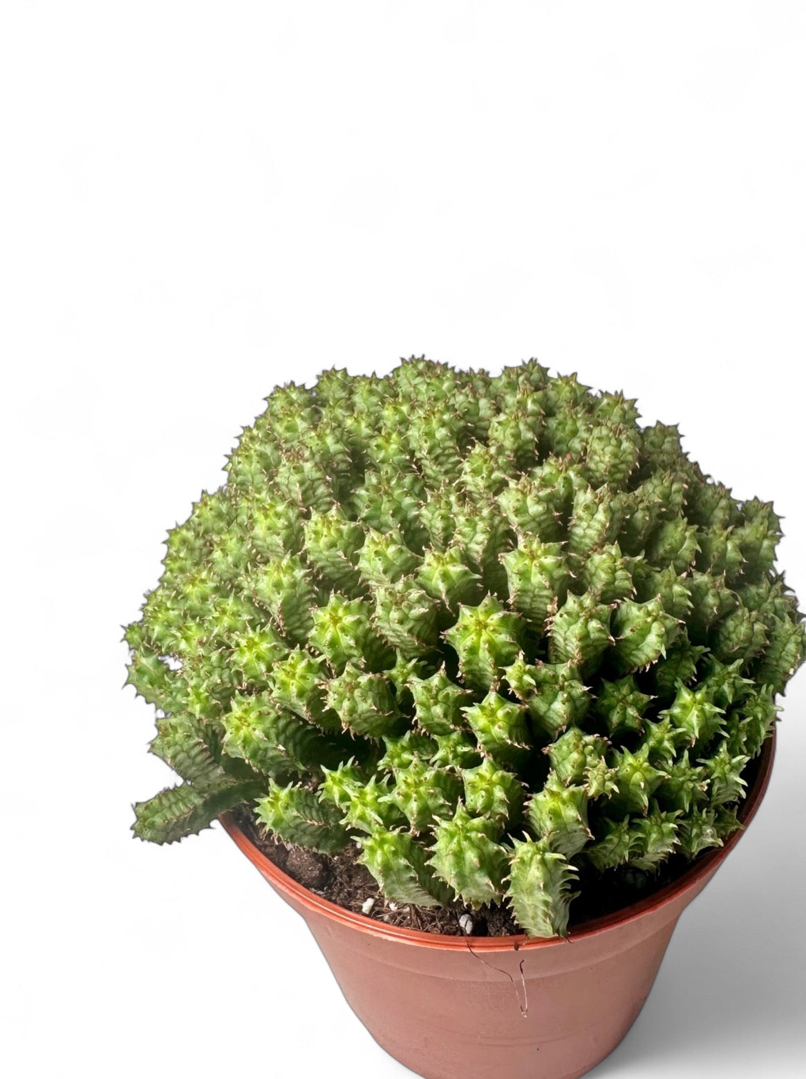 Κάκτος Euphorbia mammillaris minima Φ8.5εκ.