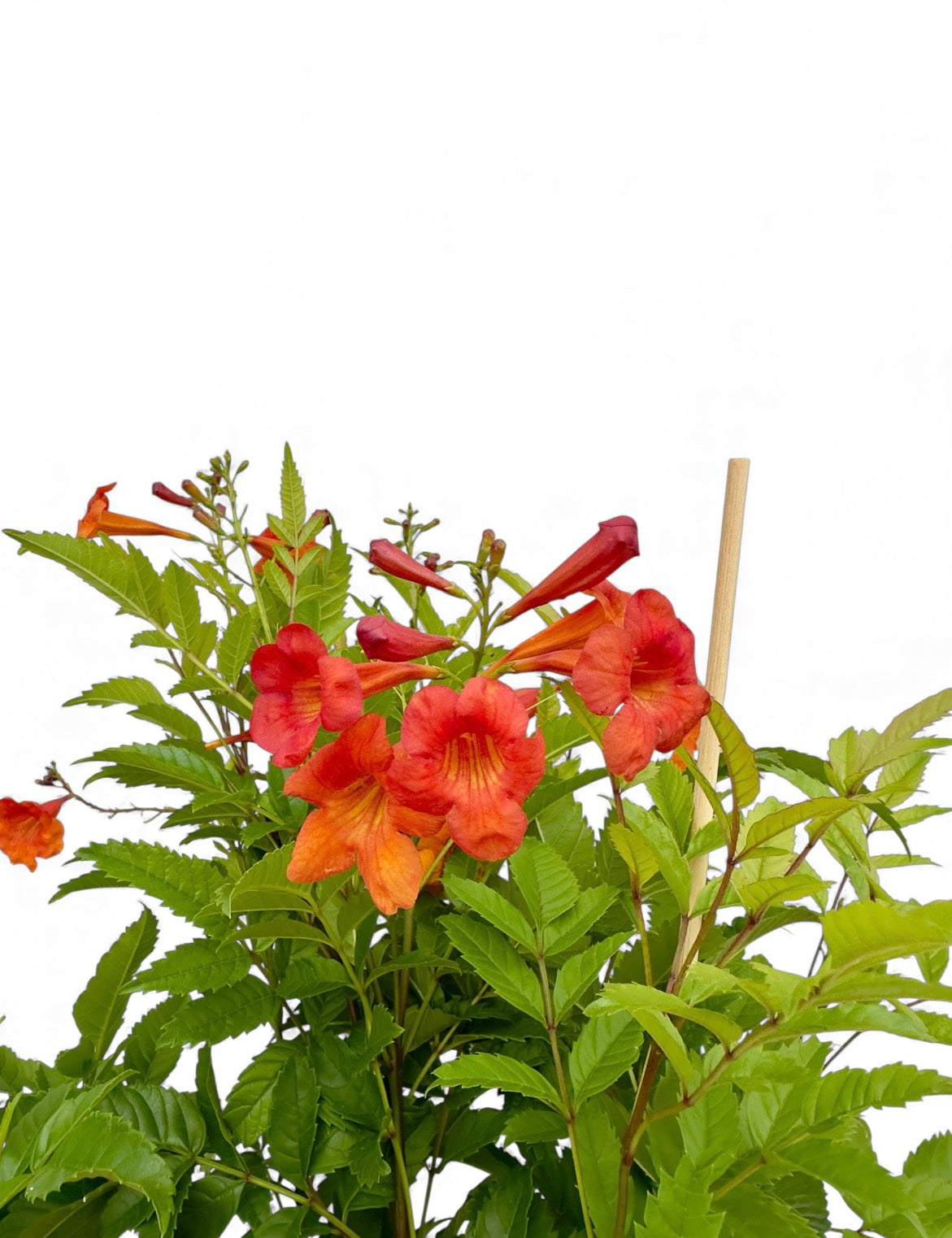 Μπιγκόνια - Campsis tagliabuana Φ19εκ.