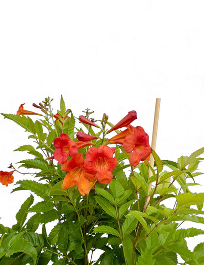 Μπιγκόνια - Campsis tagliabuana Φ19εκ.