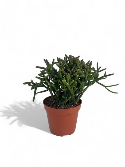 Κάκτος Rhipsalis burchellii Φ8.5