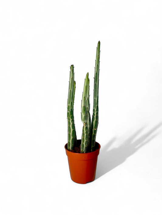 Παχύφυτο Senecio stapeliiformis Φ5.5