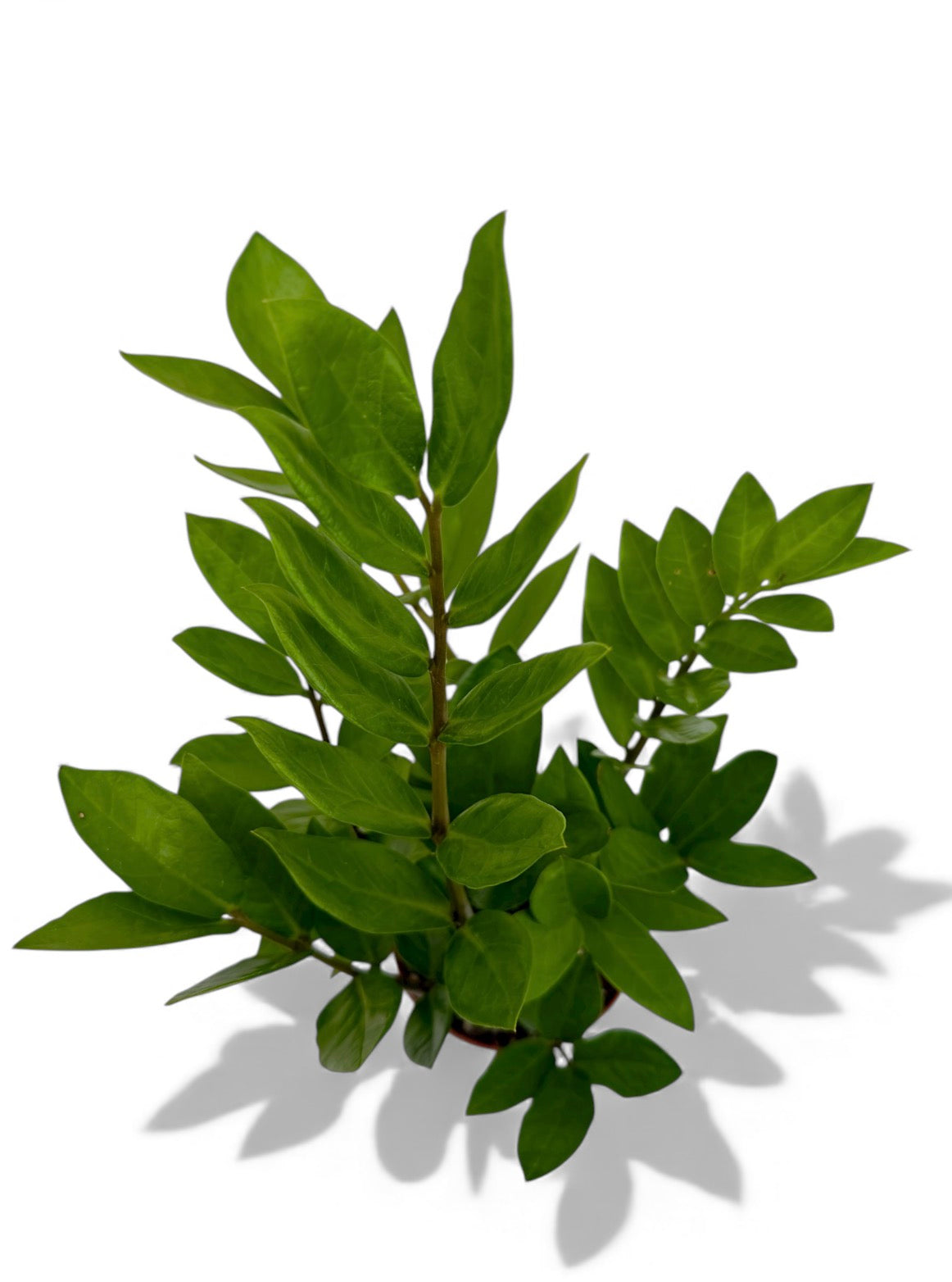 Ζάμια – Zamioculcas zamiifolia Φ12εκ.
