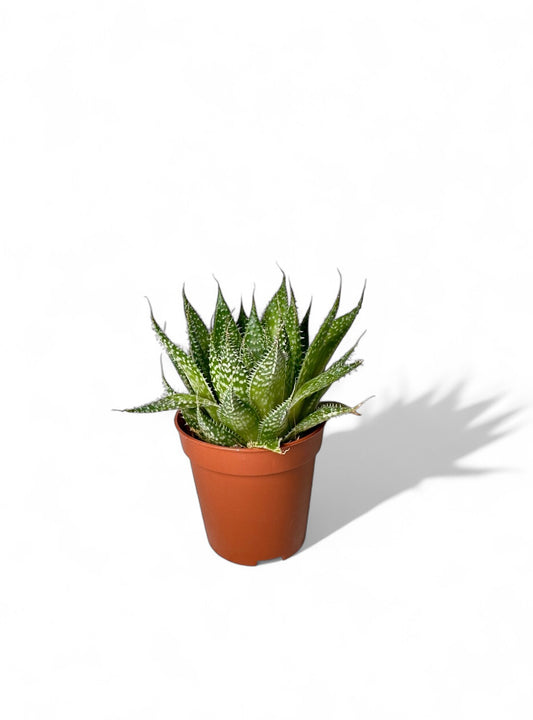 Παχύφυτο Haworthia Φ5,5εκ.