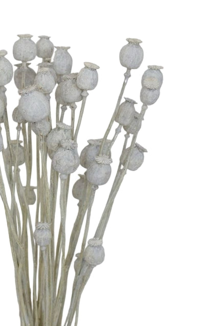 Papaver Bleached αποξηραμένο κλαδί