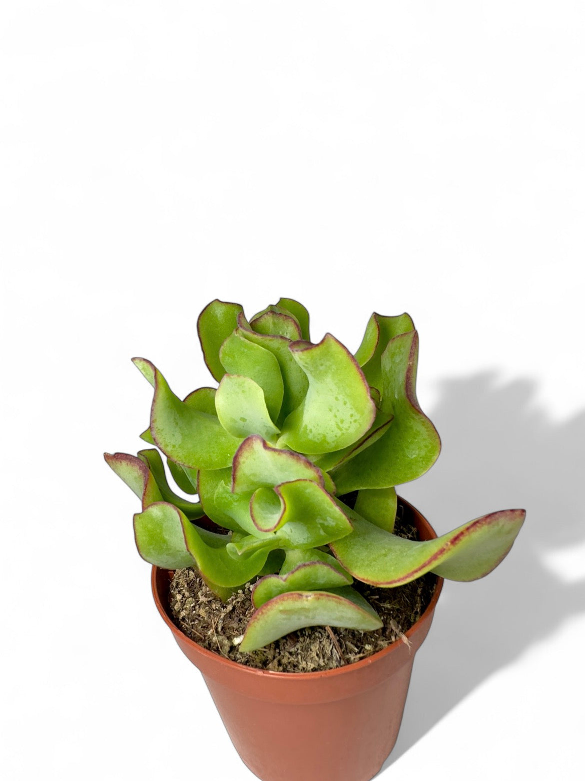Παχύφυτο Κρασούλα - Crassula arborescens undulatifolia 'Curly' Φ8,5εκ.
