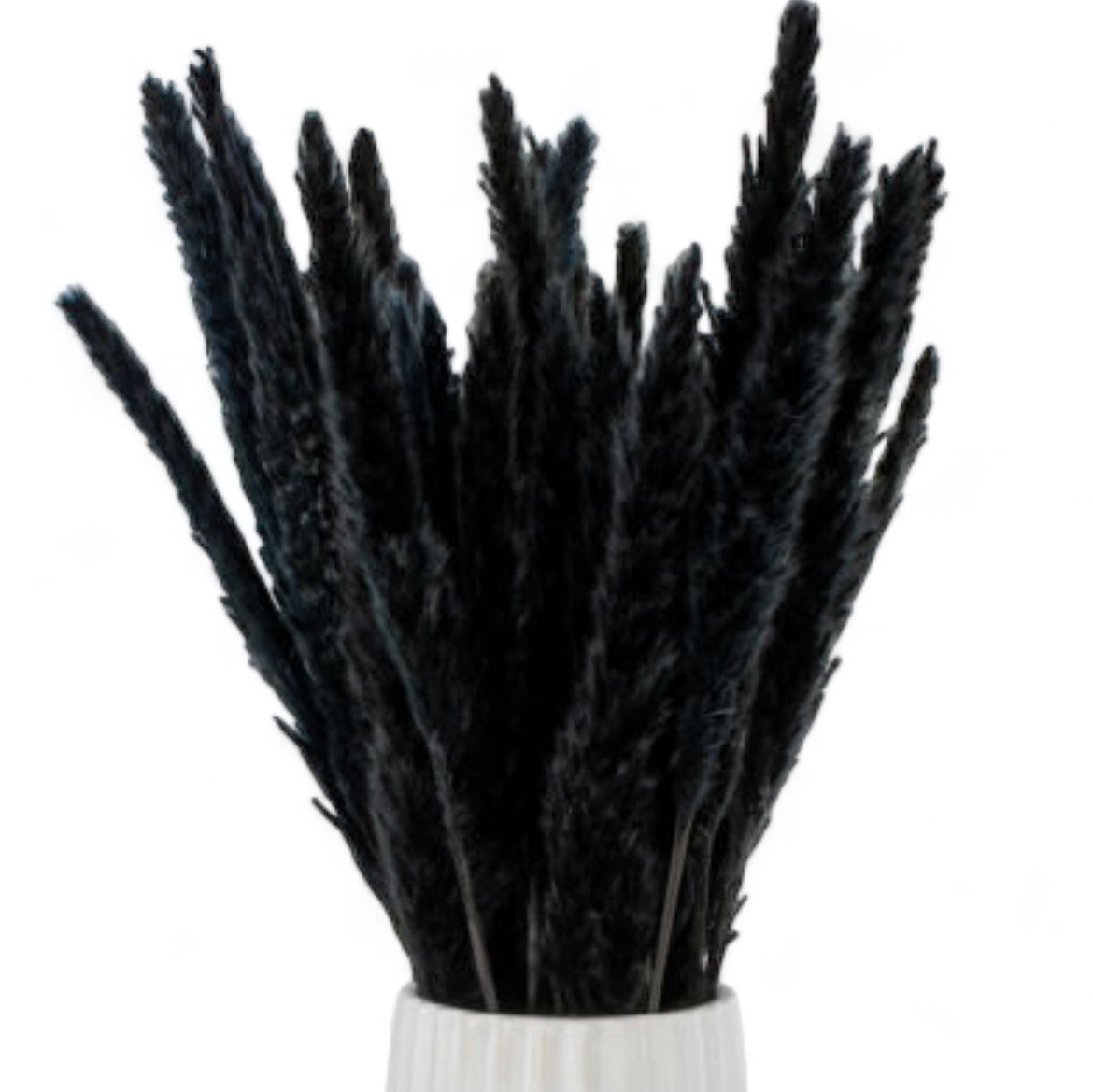 Pampas Grass Μαύρο 60εκ. – Αποξηραμένο Κλαδί (1 τεμ.)