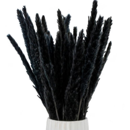 Pampas Grass Μαύρο 60εκ. – Αποξηραμένο Κλαδί (1 τεμ.)
