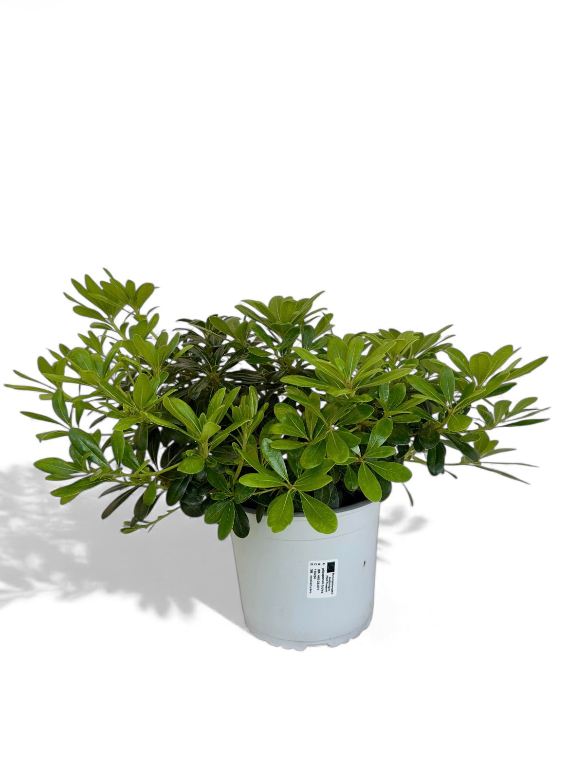 Αγγελική Νανά - pitosporum tobira Φ19εκ.