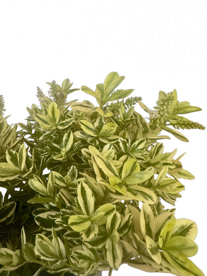Βερονίκη - Hebe andersonii variegata Φ 18εκ.