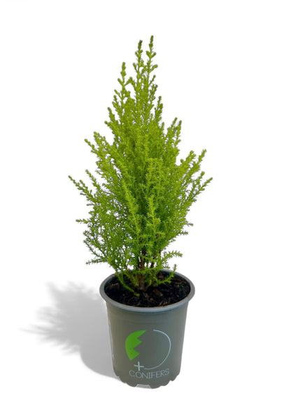 Gold crest wilma Φ11εκ