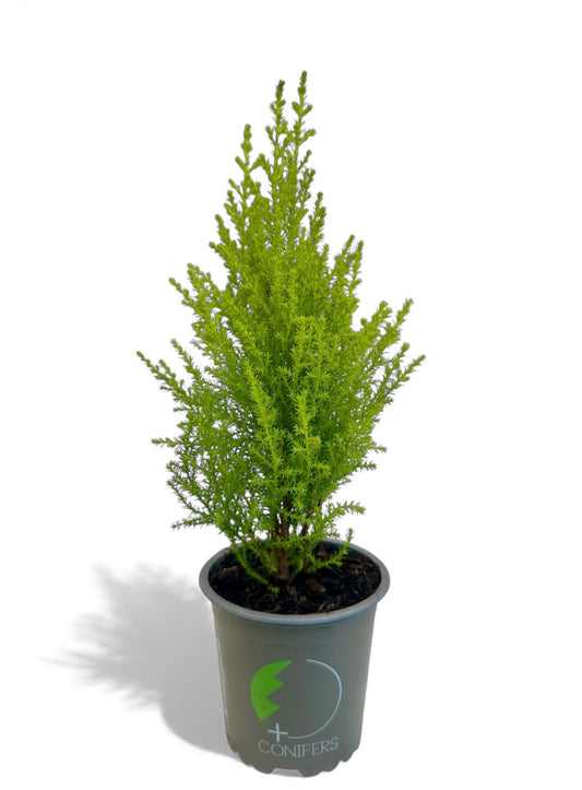 Gold crest wilma Φ11εκ