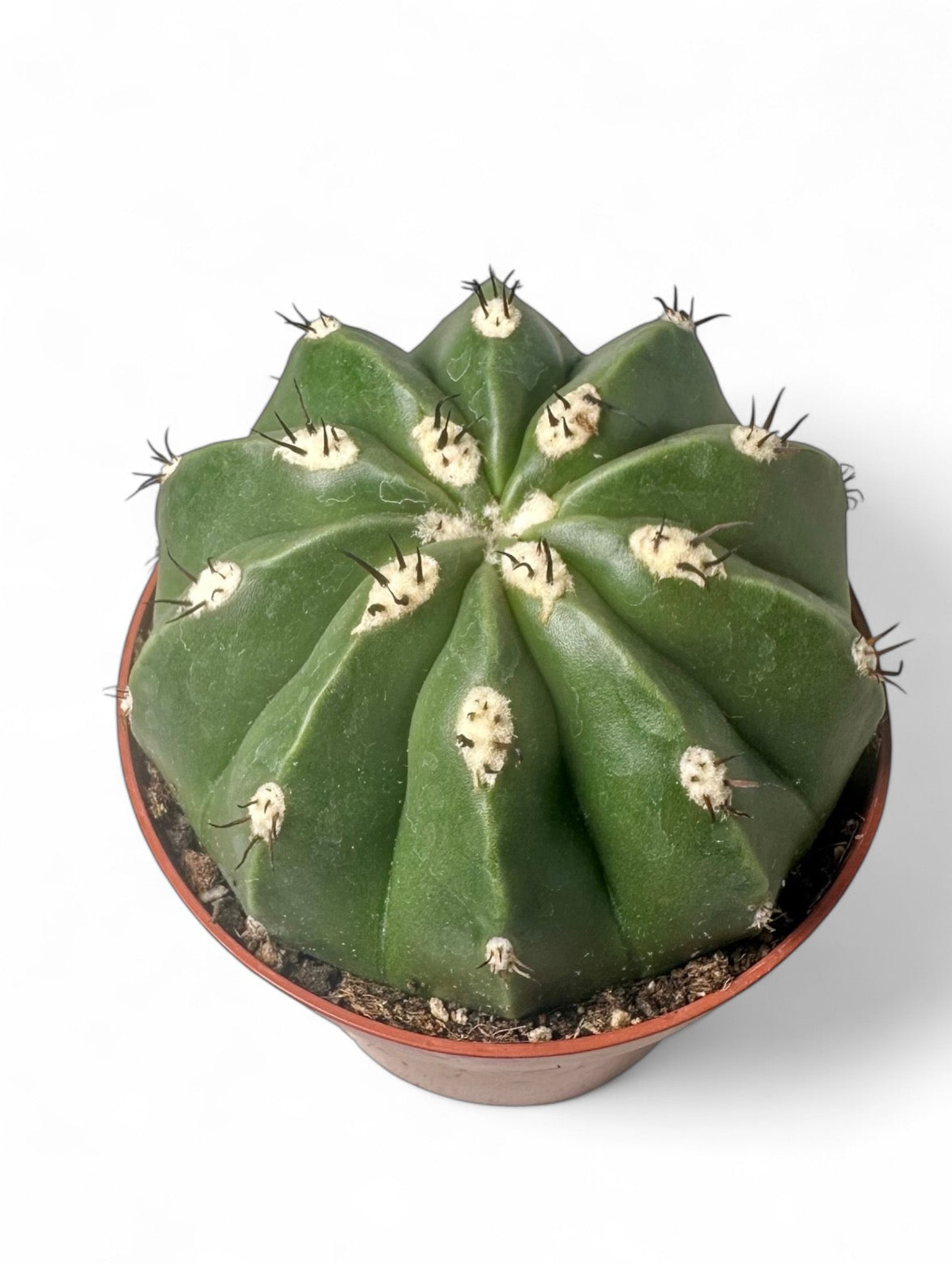 Κάκτος Melocactus maxonii ‘Inermis’ Φ8.5εκ.